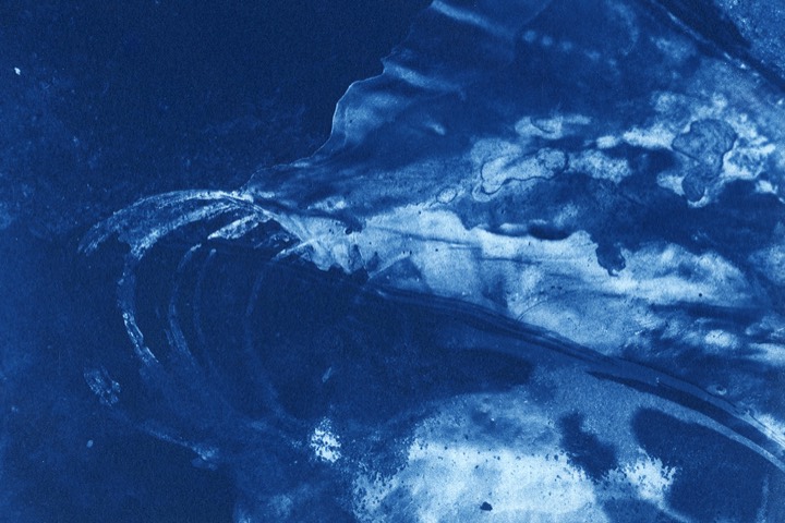 Ware Cyanotype - Creative B&W Darkroom & Alternative Processes © Daniel Goudrouffe